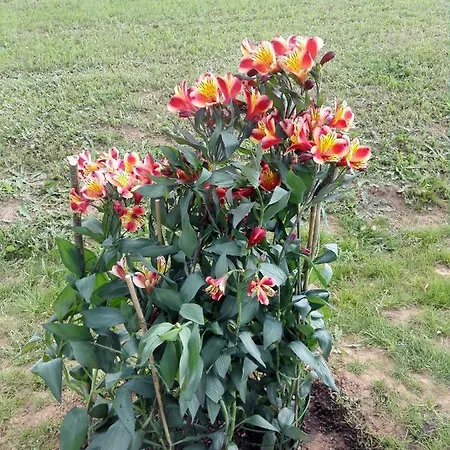 Le Douillet * Saint-Genies