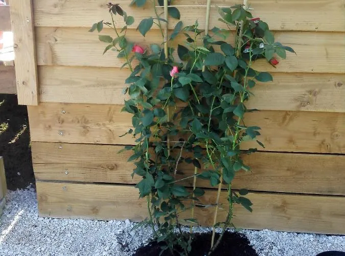 Le Douillet Saint-Geniès